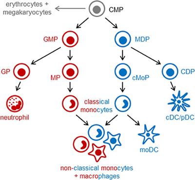 The Ontogeny of Monocyte Subsets